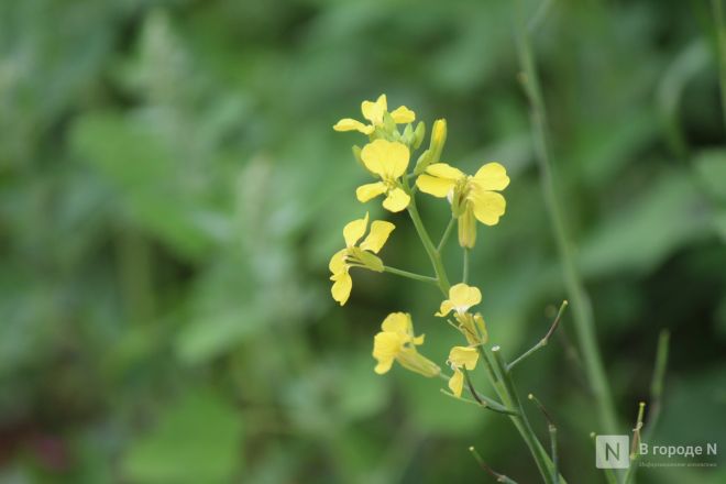 Благоустройство &ndash;  2025: смотрим, как меняются пространства в районах Нижнего Новгорода - фото 64