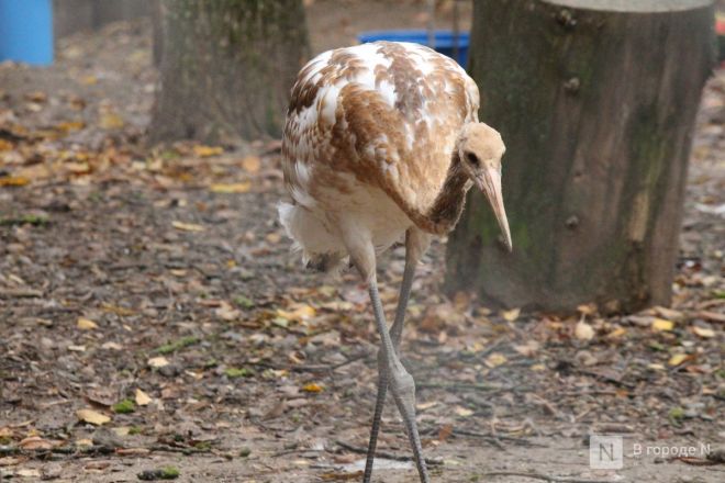 Детки в объективе: показываем милых малышей, которые родились в нижегородском зоопарке «Лимпопо» - фото 21