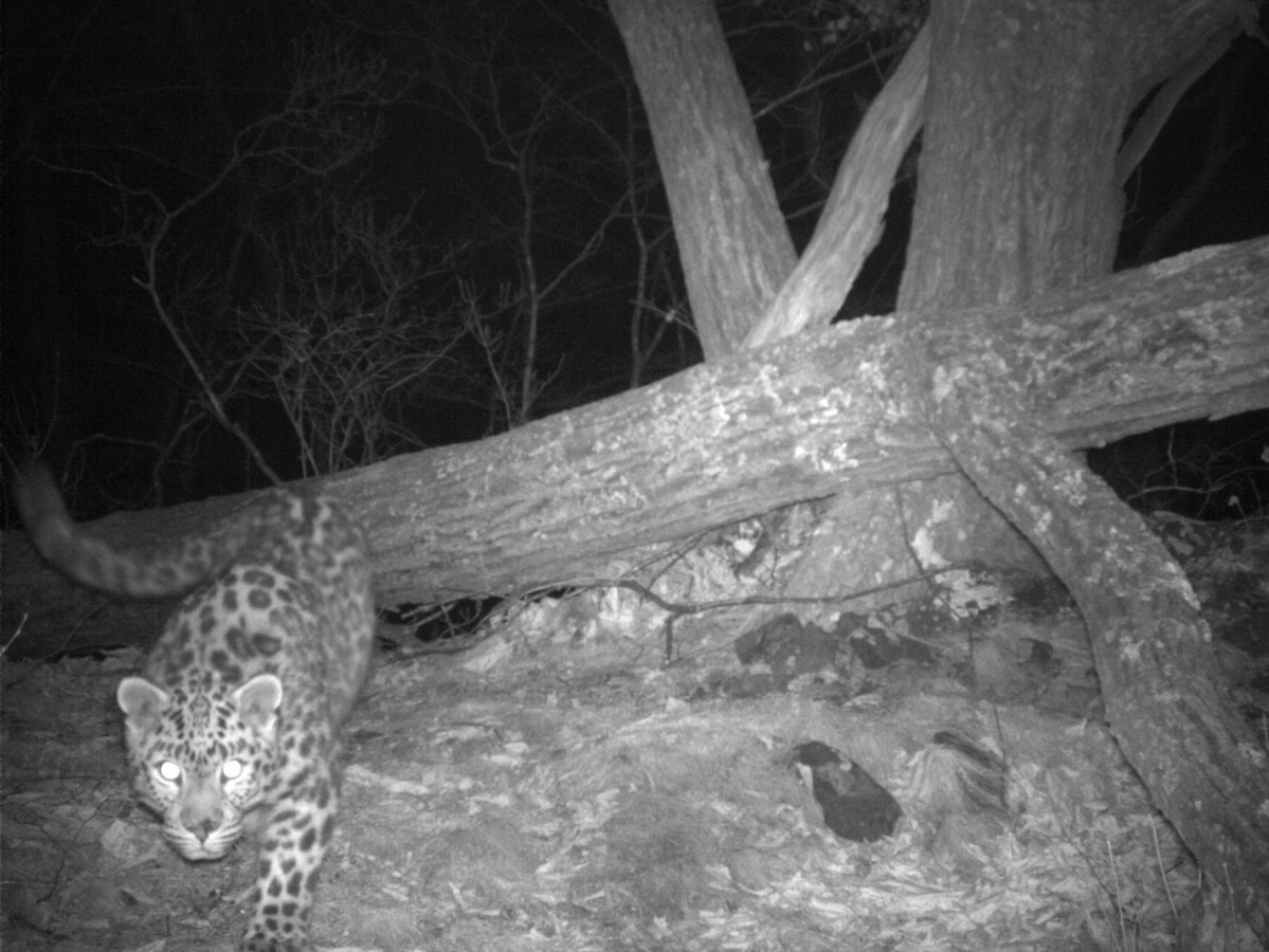 ВТБ подводит итоги конкурса по выбору имени леопарда - фото 1