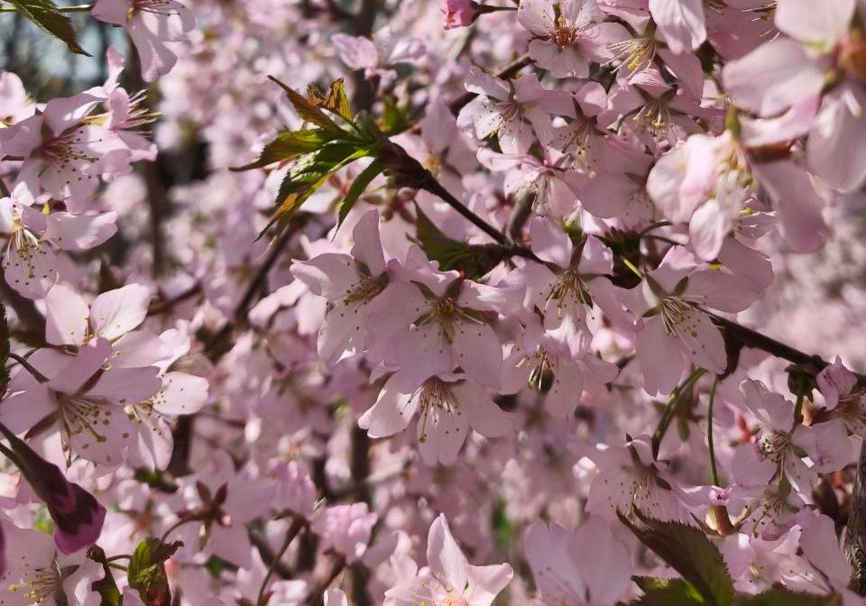 Опубликованы фото курильской сакуры, которая зацвела в Ботаническом саду ННГУ - фото 1
