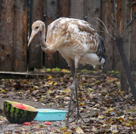 Детки в объективе: показываем милых малышей, которые родились в нижегородском зоопарке «Лимпопо» - фото 15