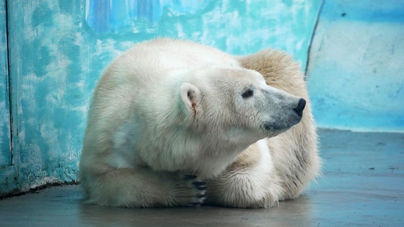 Белая медведица с непростой судьбой поселилась в нижегородском зоопарке