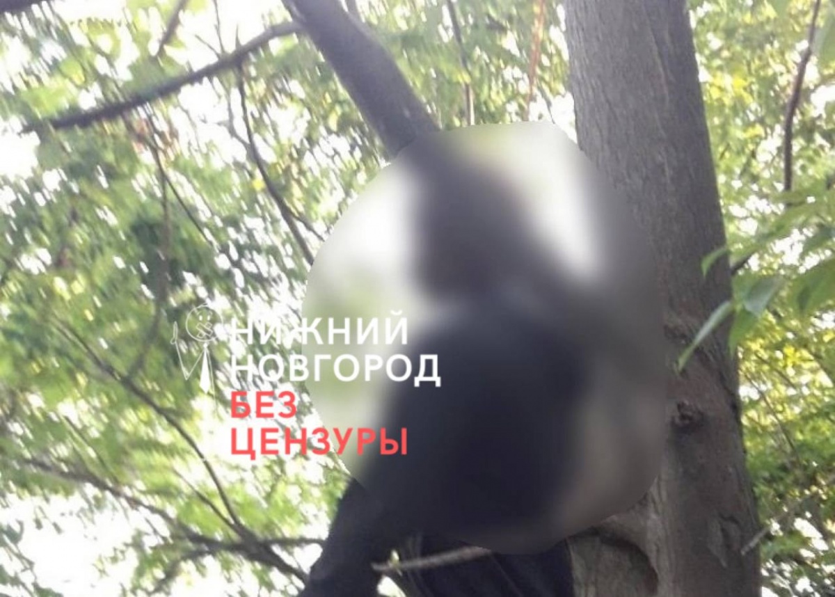 17-летнюю девушку нашли повешенной на дереве в Красных Баках - фото 1