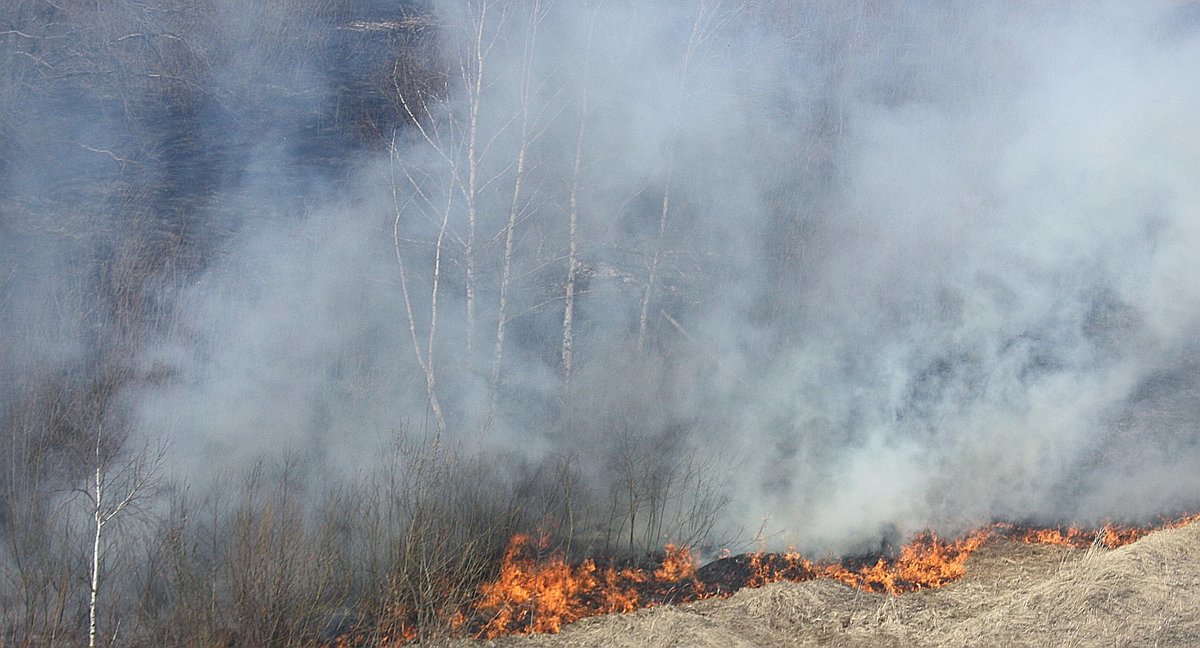 Семь лесных пожаров произошло в Нижегородской области - фото 1