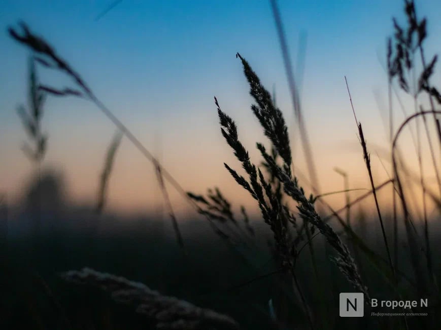 Нижегородцам рассказали об опасности лечения травами при магнитных бурях