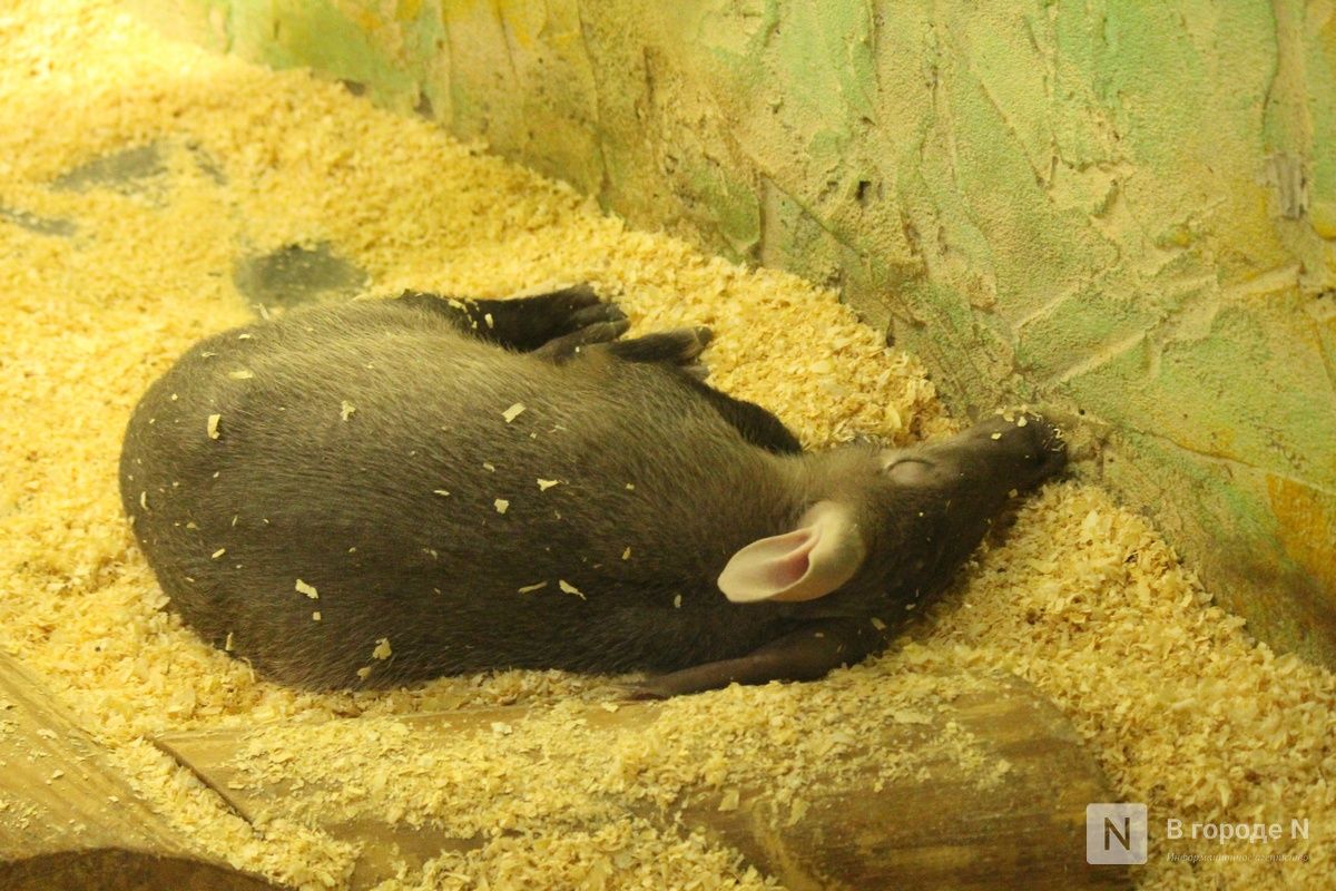 Детки в объективе: показываем милых малышей, которые родились в нижегородском зоопарке «Лимпопо»