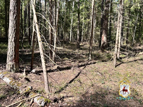 ОПГ попалась на нелегальной рубке леса в Нижегородской области - фото 1