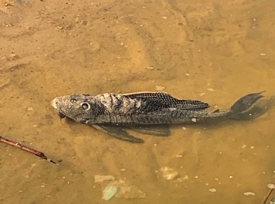 Леопардового парчового сома поймал рыбак в Кстовском водоеме - фото 1