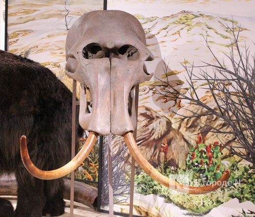 Ледниковый период по-нижегородски: палеонтологическая выставка открылась в Кремле - фото 5
