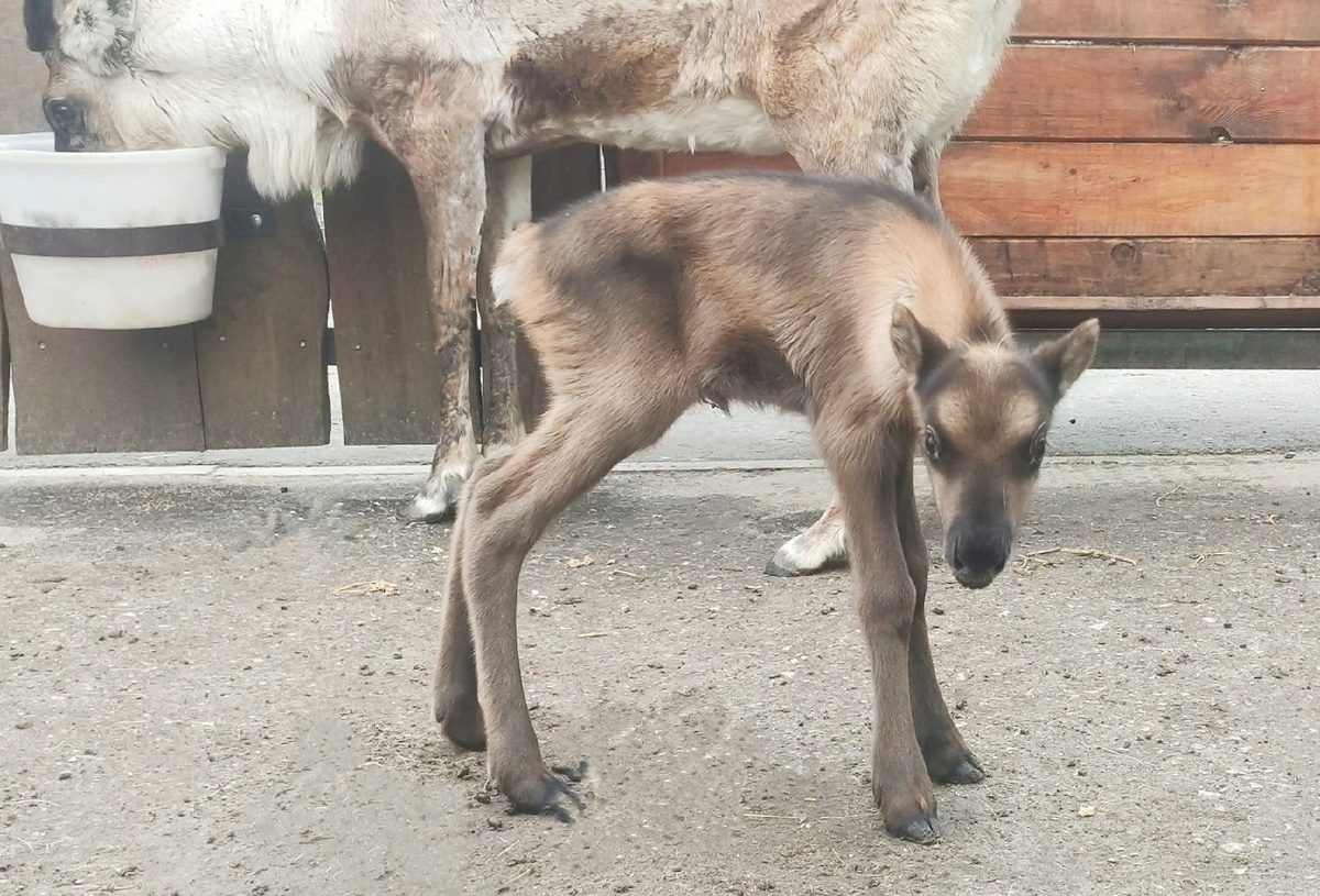 Еще один олененок родился в нижегородском зоопарке  - фото 1