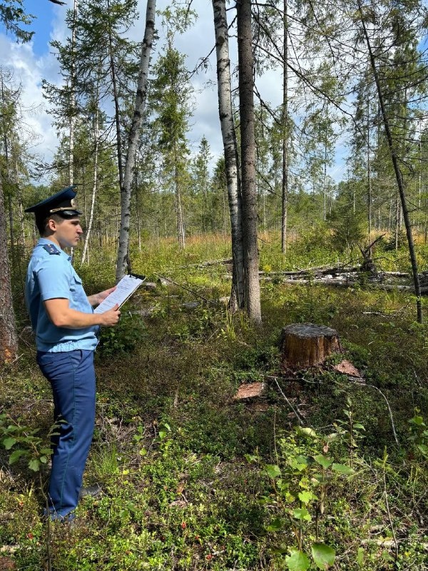 Браконьеры нарубили деревьев на полмиллиона рублей в Нижегородской области - фото 1