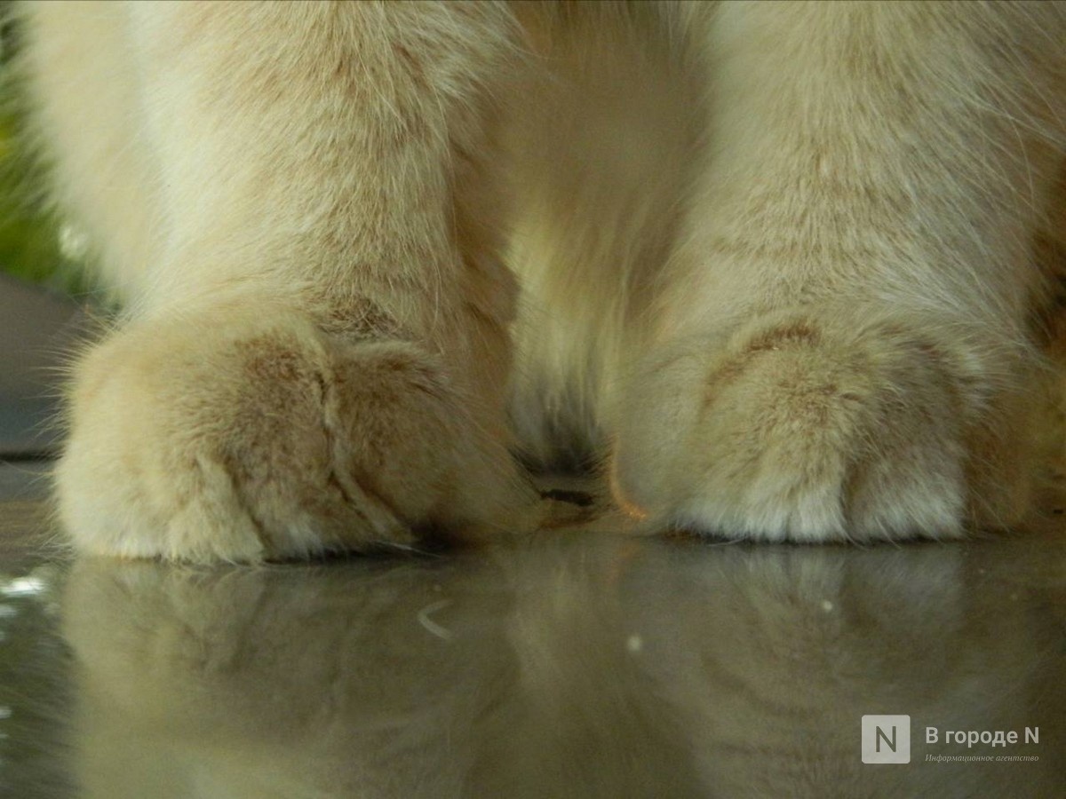 Нижегородец опубликовал душераздирающее объявление о поиске дома для кота - фото 1