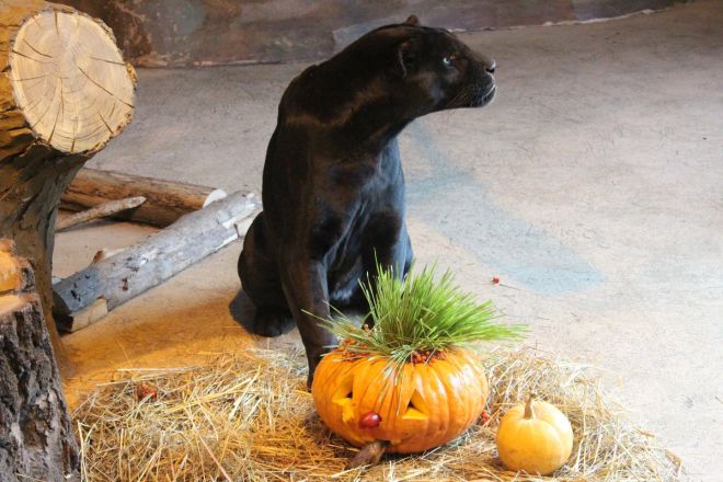 Всем по тыкве: обитатели нижегородского зоопарка отметили Хэллоуин - фото 48