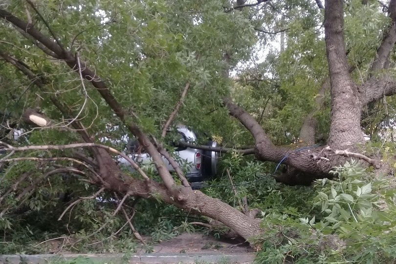Упавшее дерево &laquo;спрятало&raquo; под собой машину в Ленинском районе - фото 1