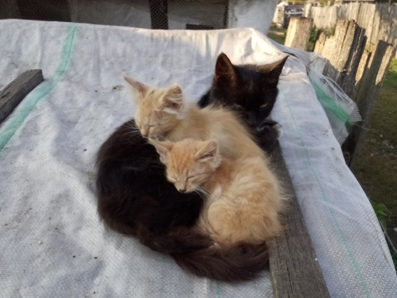 Порядка 50 кошек обнаружили зоозащитники в сарае в Арзамасском районе - фото 2