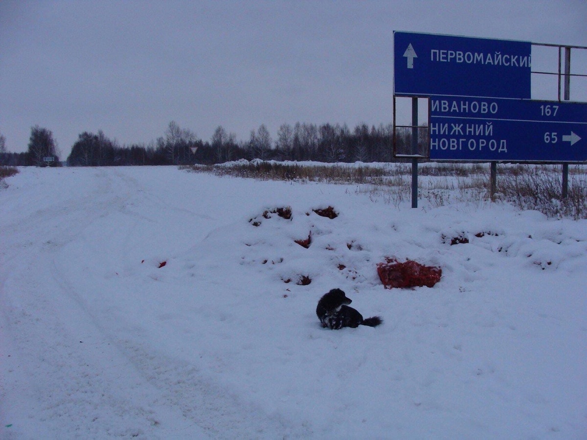 Луковая свалка появилась на трассе у поселка Первомайский - фото 1