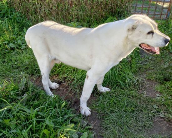 Собакам-пенсионерам из нижегородских колоний ищут новых хозяев - фото 3