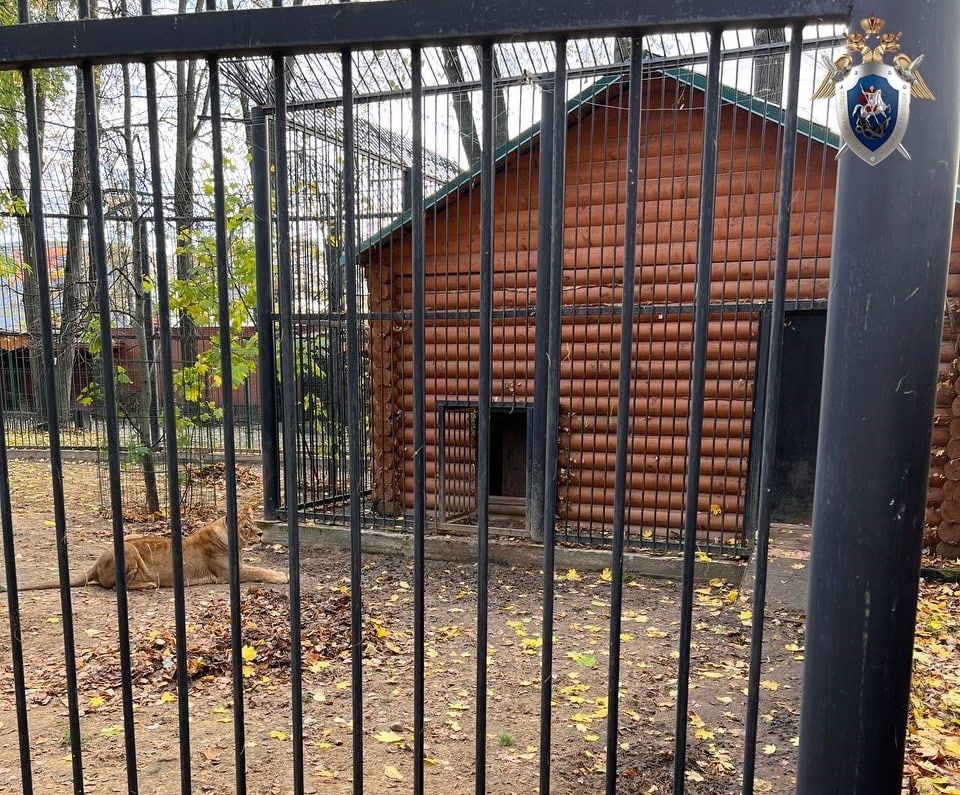 Руководство балахнинского зоопарка оштрафовали за нападение львицы на стажерку - фото 1