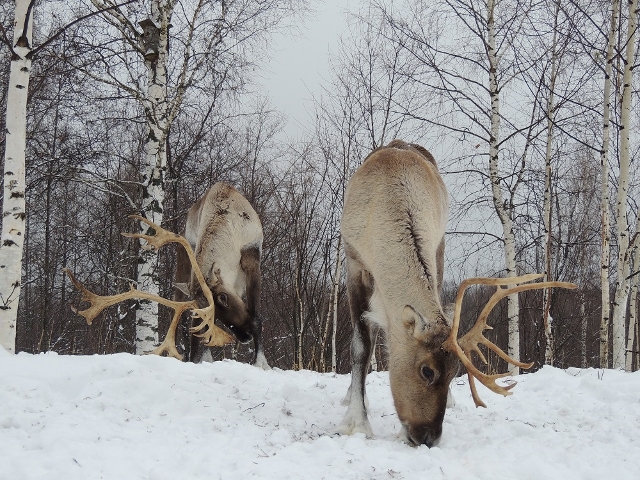 Северный олень сбросил рога в Керженском заповеднике (ФОТО) - фото 2