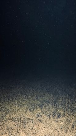 Нижегородцам показали, что скрывается на дне Большого Святого озера - фото 2
