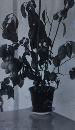 Павлово в Нижегородской области: история и архивные фото родины &laquo;ПАЗиков&raquo; - фото 14