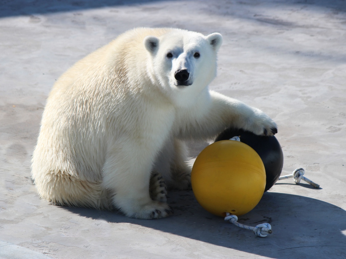 Белой медведице из &laquo;Лимпопо&raquo; подарили игрушки для &laquo;спорта&raquo; - фото 1