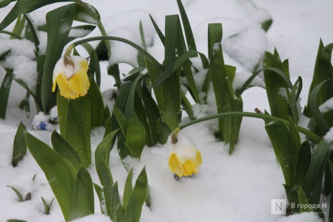 Апрельский апокалипсис в Нижнем Новгороде: фоторепортаж с улиц, заваленных снегом - фото 7