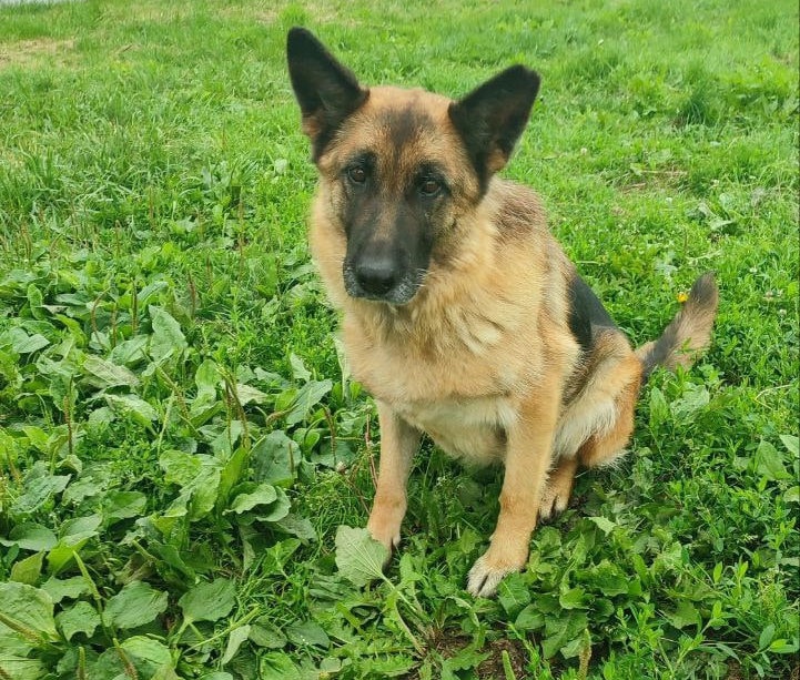 Нижегородские кинологи ищут новый дом для служебной собаки - фото 1