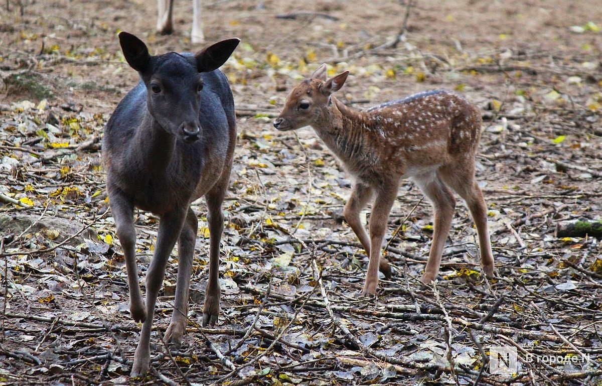 Детки в объективе: показываем милых малышей, которые родились в нижегородском зоопарке «Лимпопо» - фото 1