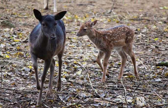 Детки в объективе: показываем милых малышей, которые родились в нижегородском зоопарке «Лимпопо» - фото 10