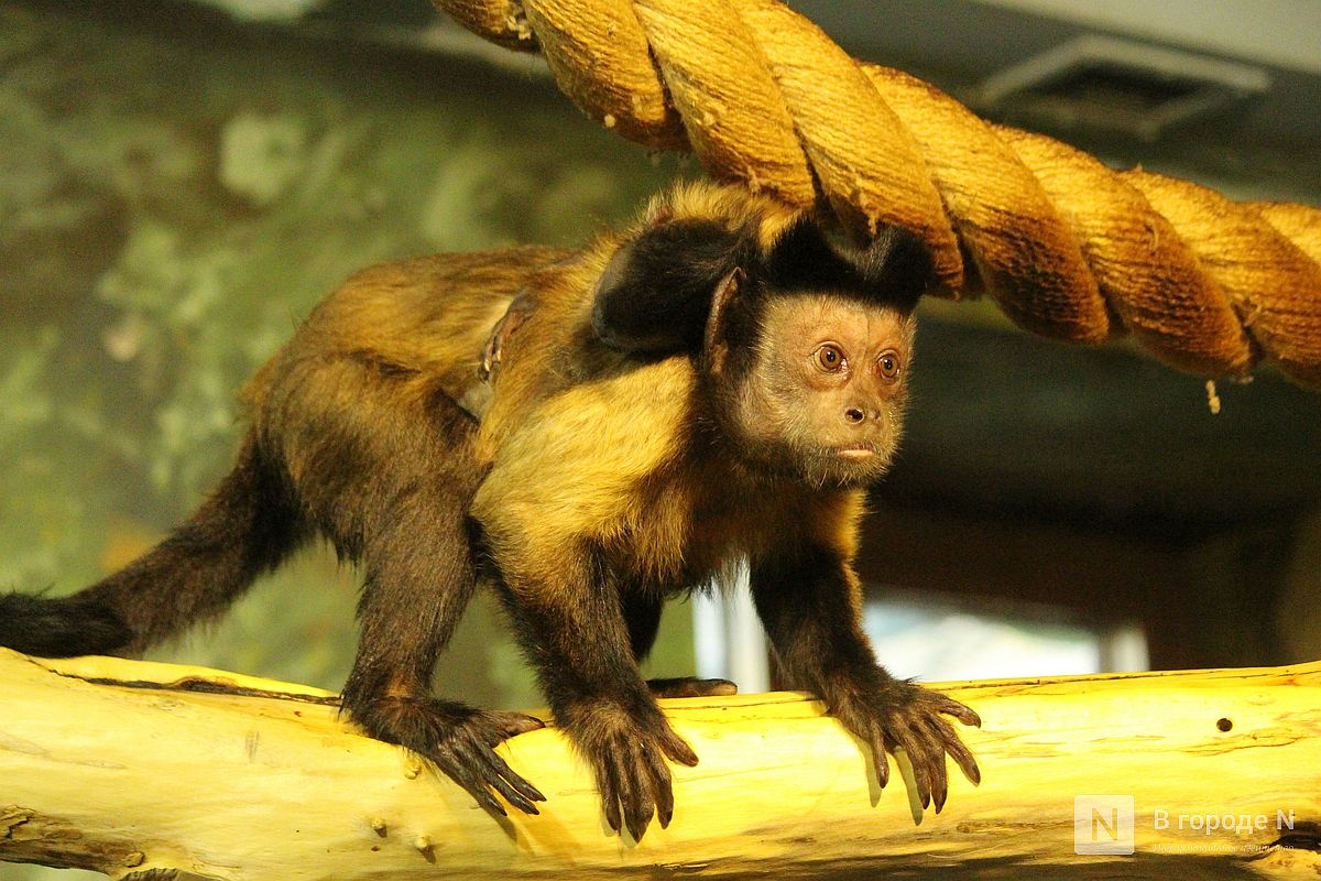 Детки в объективе: показываем милых малышей, которые родились в нижегородском зоопарке «Лимпопо» - фото 38