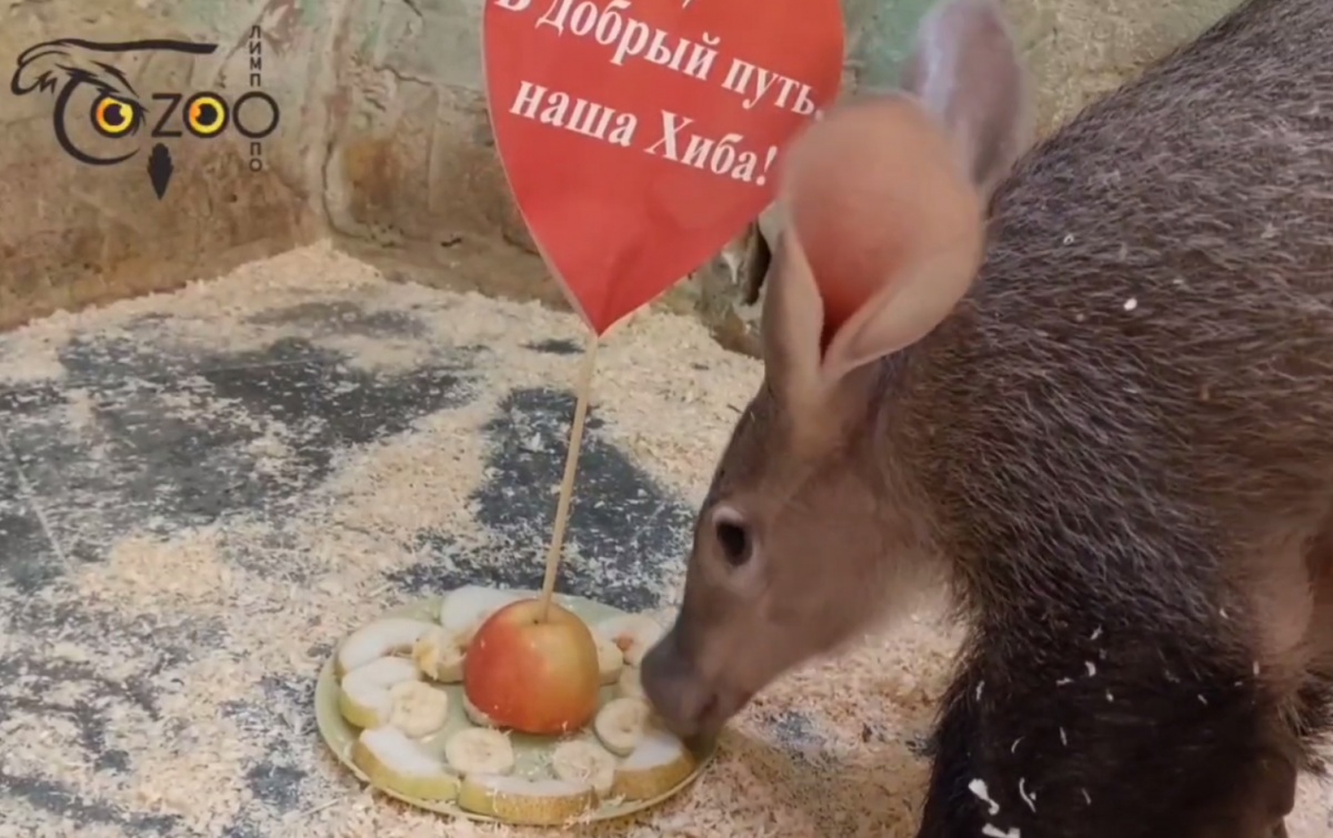 Нижегородский зоопарк &laquo;Лимпопо&raquo; попрощался с детенышем трубкозуба - фото 1