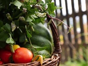 Эти пять продуктов можно вырастить прямо на подоконнике