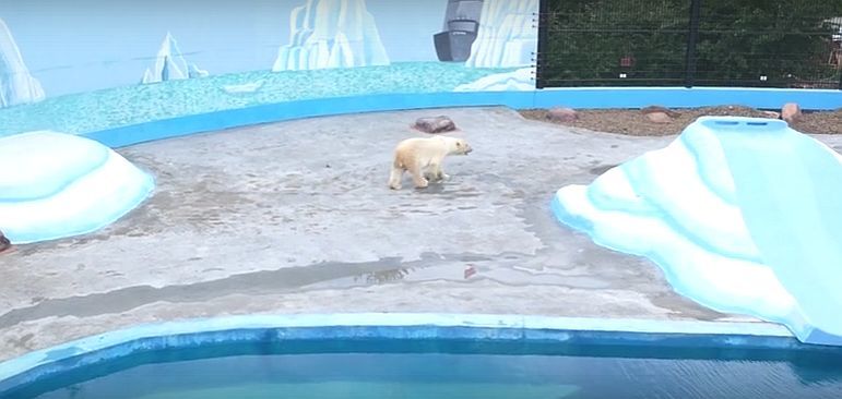 В нижегородском зоопарке &laquo;Лимпопо&raquo; поселился белый медведь - фото 3