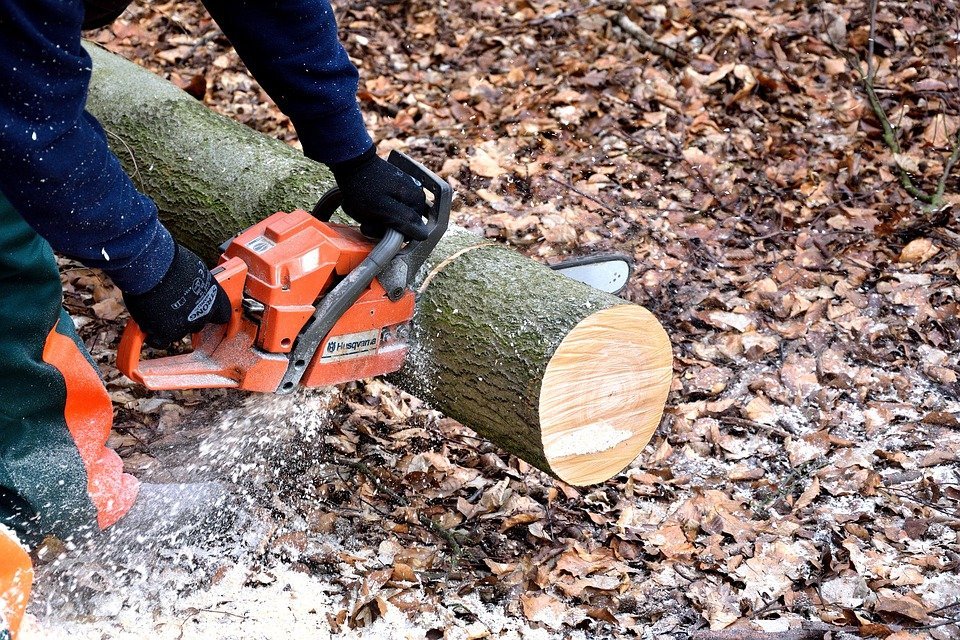 Почти 1,7 млн кубометров древесины заготовили в Нижегородской области - фото 1