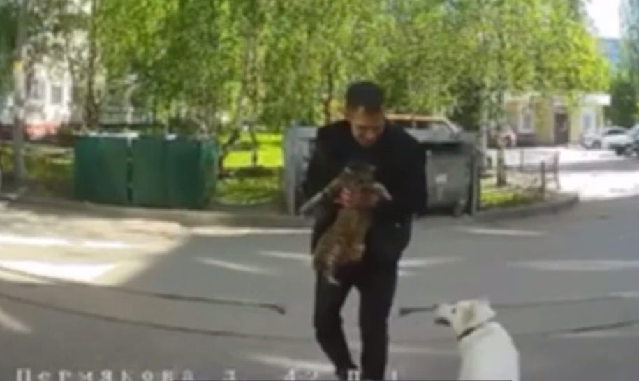 Мужчина зверски убил кота на Автозаводе в Нижнем Новгороде