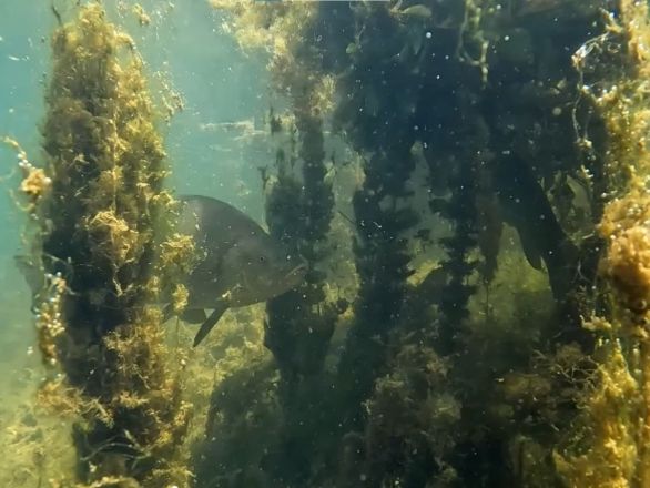 Фридайверы рассказали о самых необычных находках на дне нижегородских водоемов - фото 1