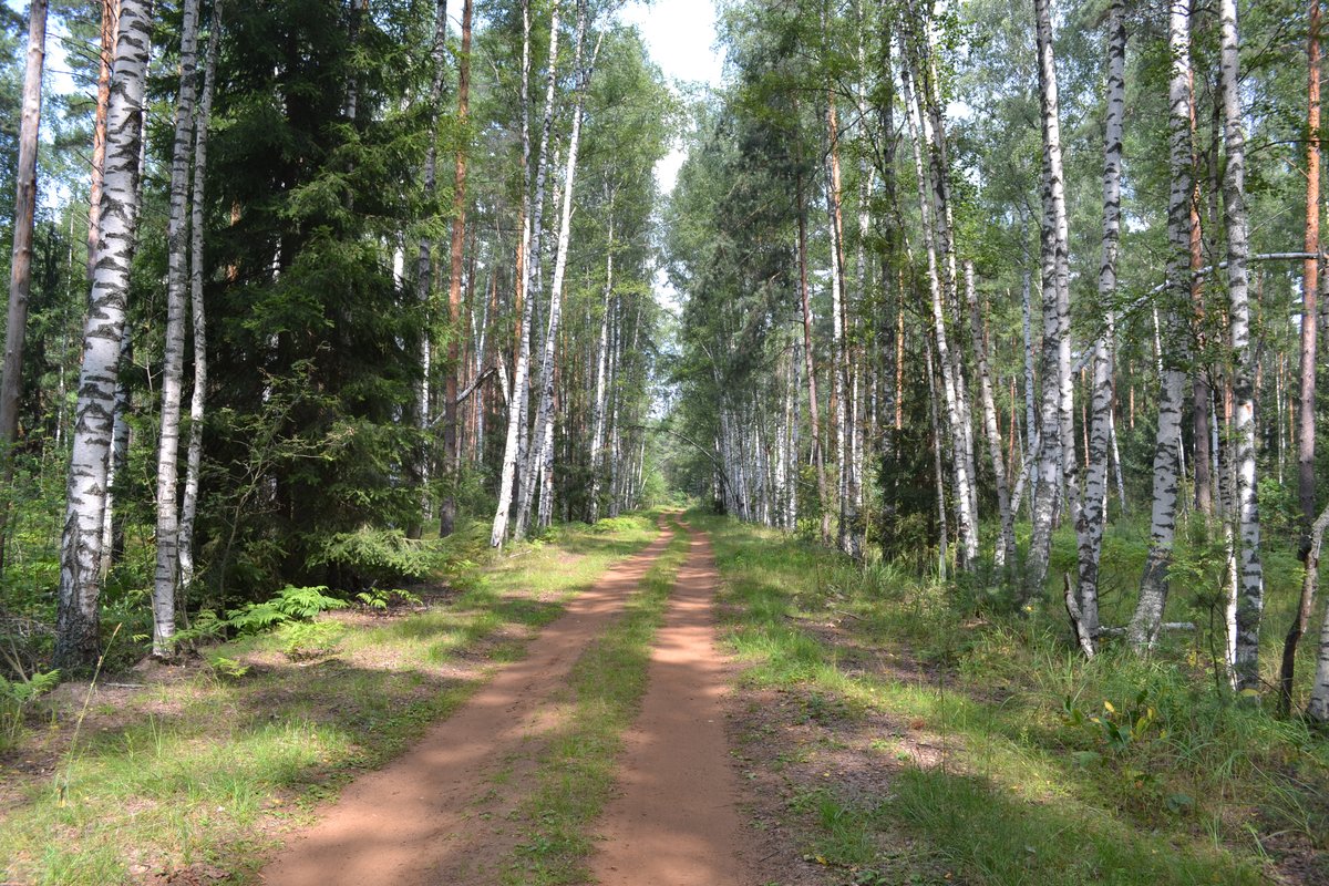 Черустинский лес Шатура