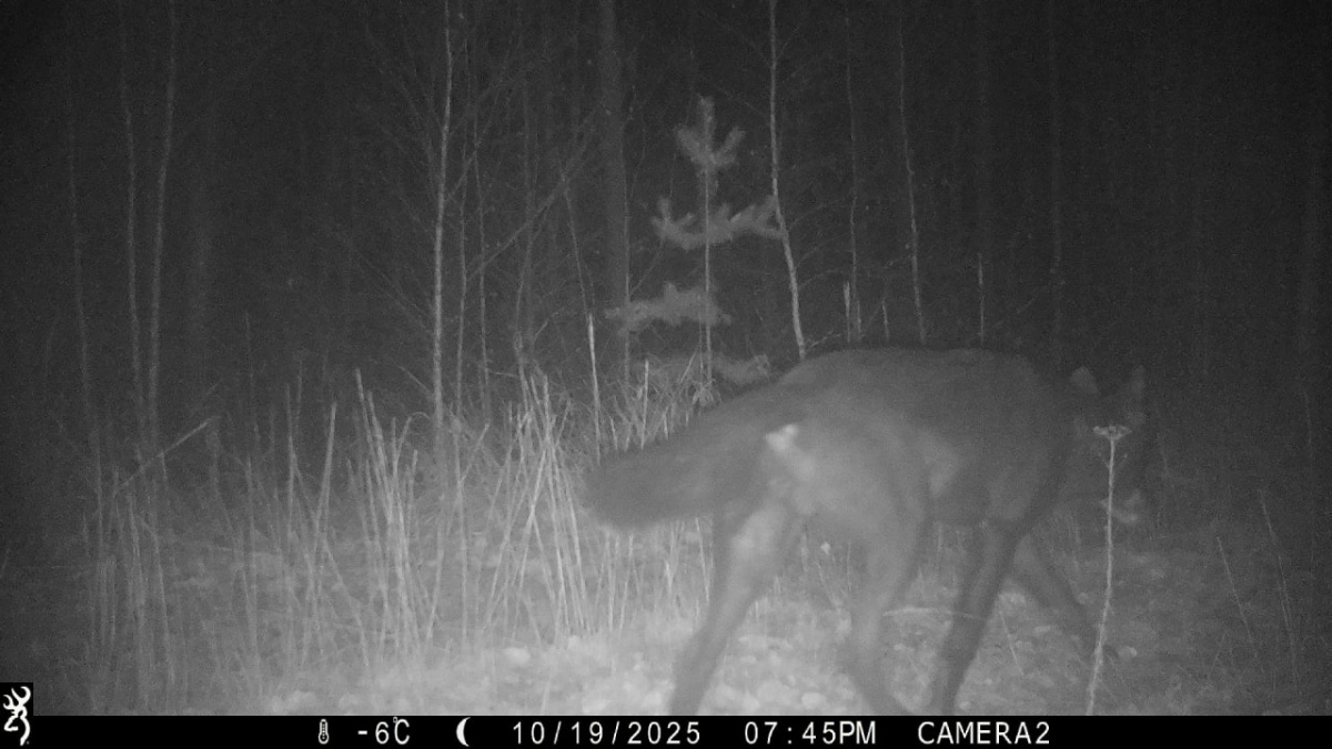 Черный волк заметили в Керженском заповеднике под Нижним Новгородом - фото 1