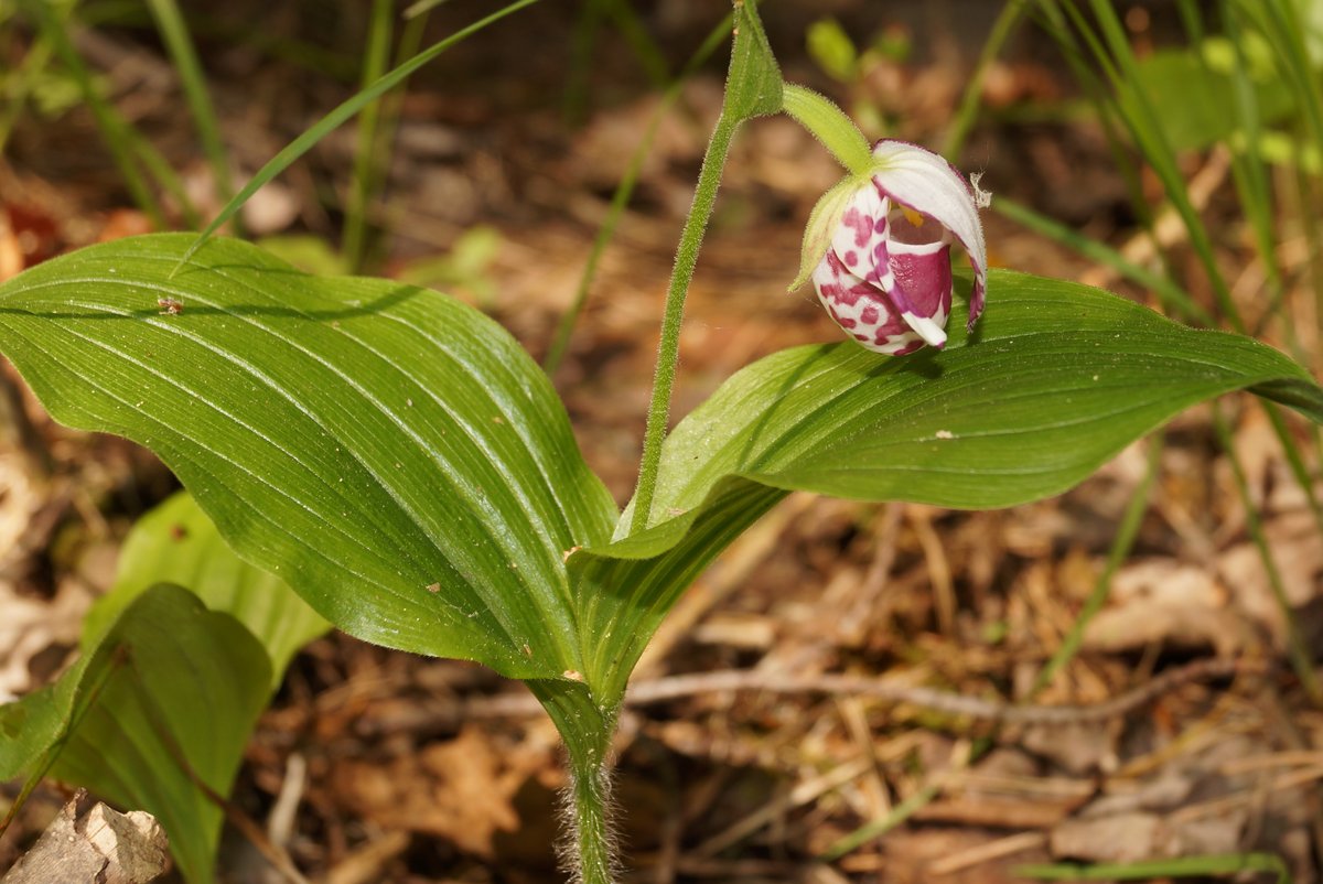 Более 60 краснокнижных орхидей обнаружили в Керженском заповеднике - фото 1