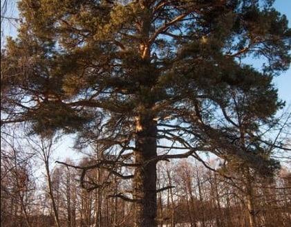 350-летняя сосна из Нижегородской области может стать деревом года - фото 1