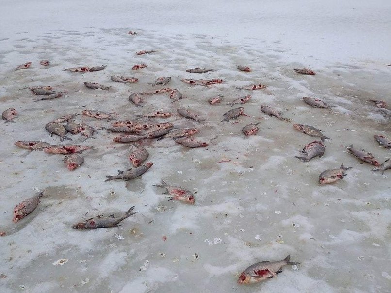 Кучу мертвой рыбы нашли на реке в Воротынском районе - фото 1