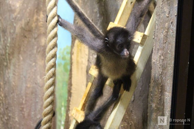Детки в объективе: показываем милых малышей, которые родились в нижегородском зоопарке «Лимпопо» - фото 75