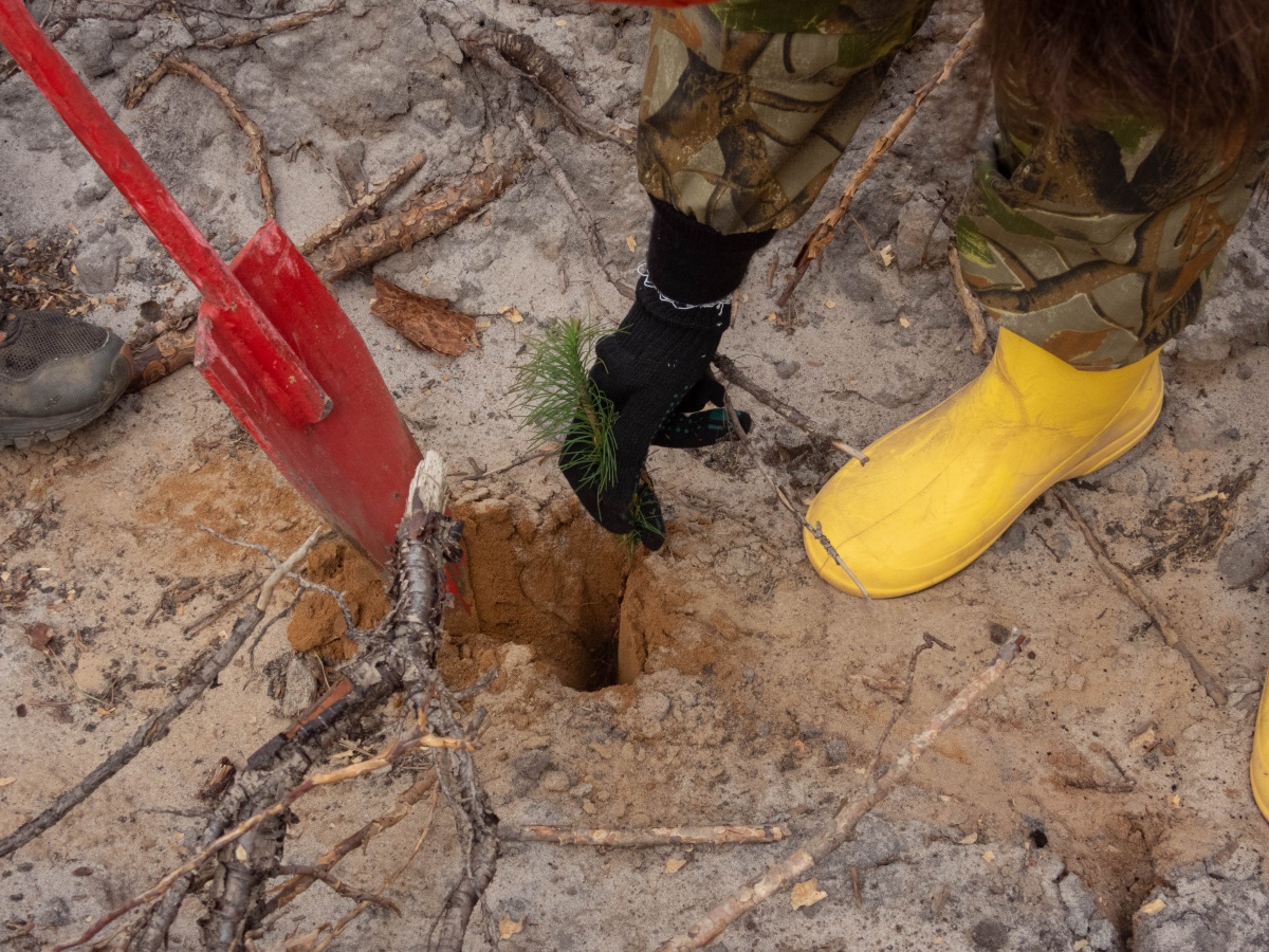 Более 400 000 молодых деревьев высадят в Нижегородской области - фото 1