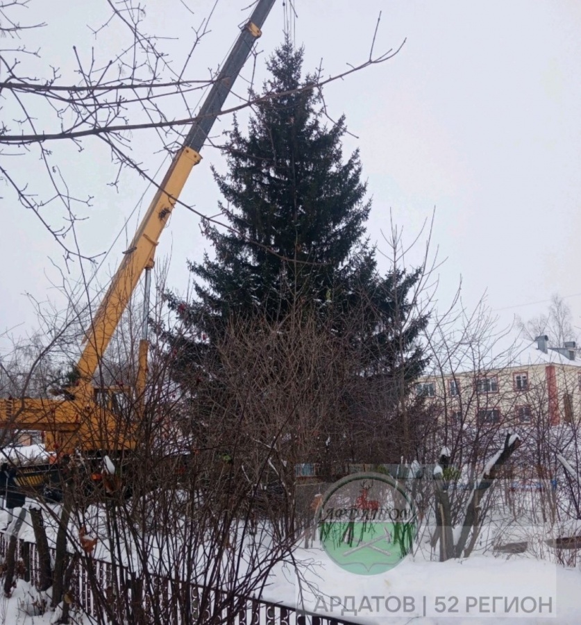 Чиновник из Ардатова высказался о спиле 60-летней елки у дома пенсионерки - фото 1