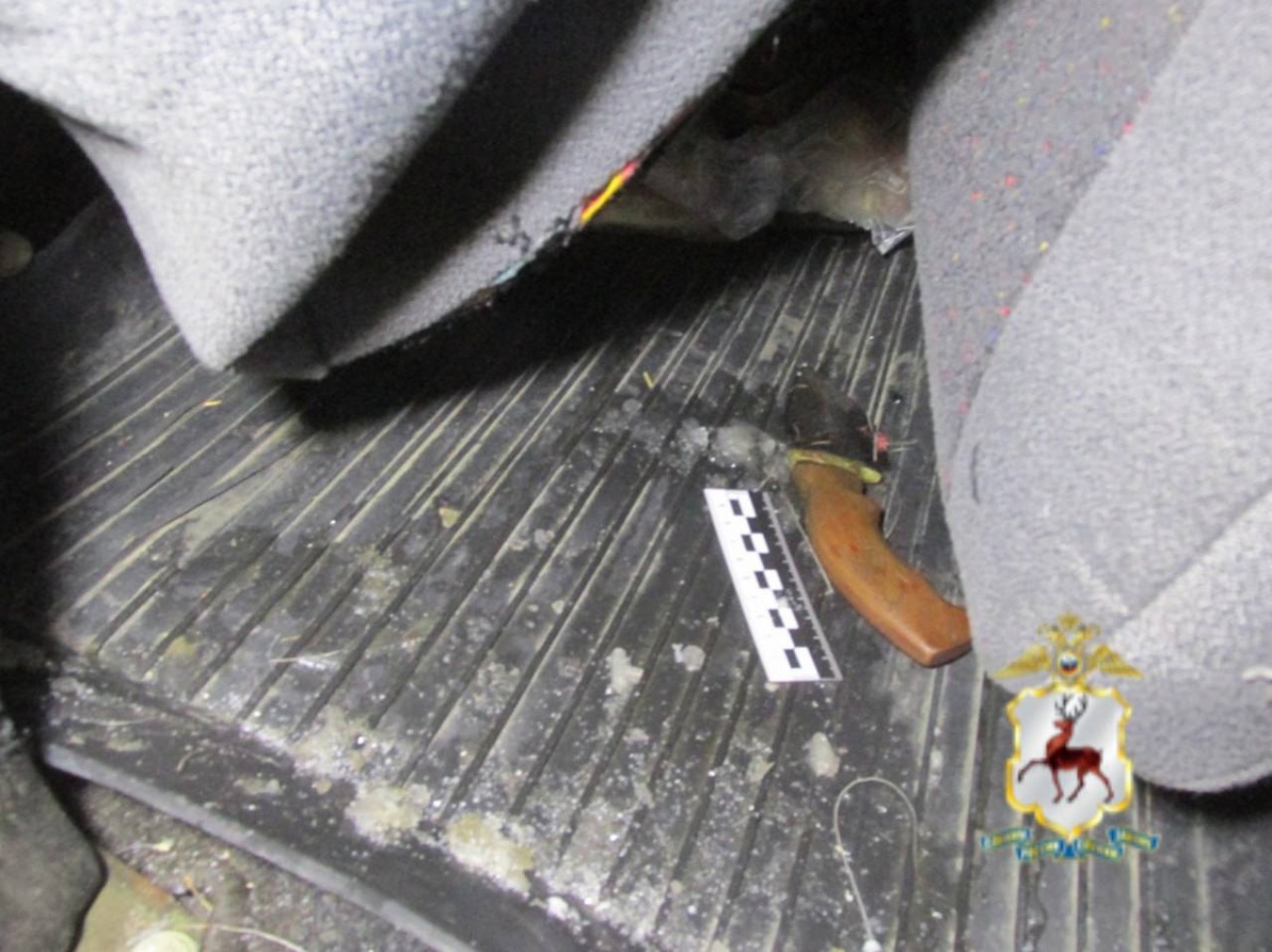 Браконьера осудят за убийство лося и беременной лосихи в Нижегородской области - фото 1