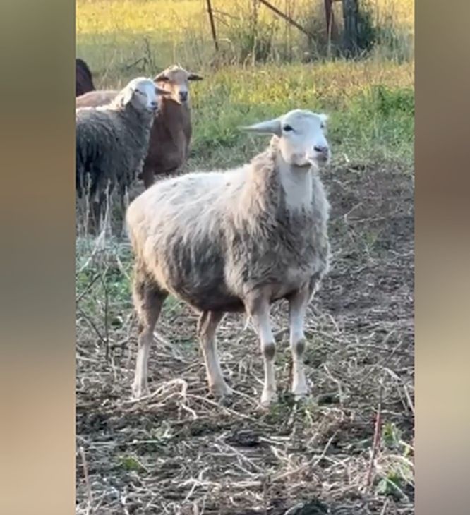 Спикер нижегородского Заксобрания показал обитателей своего подворья - фото 1