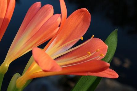 8 комнатных растений, которые украсят ваш дом