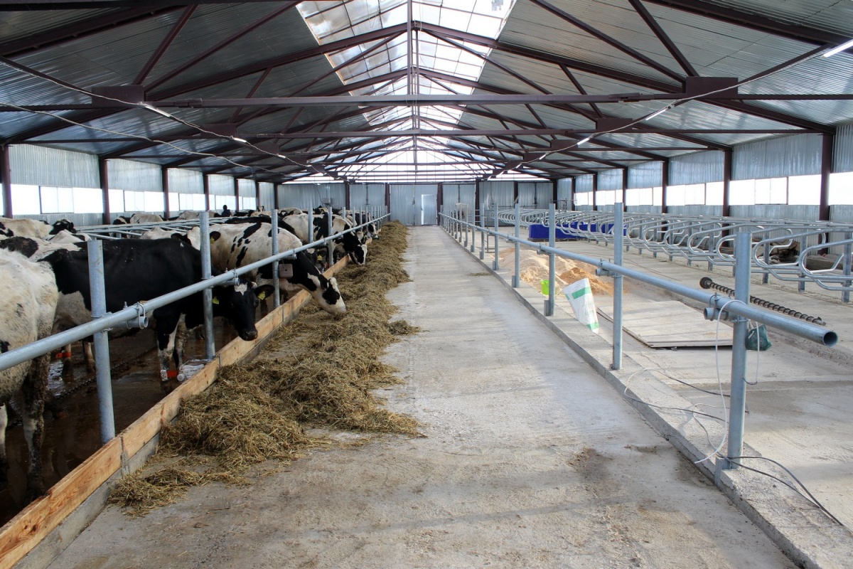 Роботизированную молочную ферму на 140 голов запустили в Арзамасском районе - фото 1