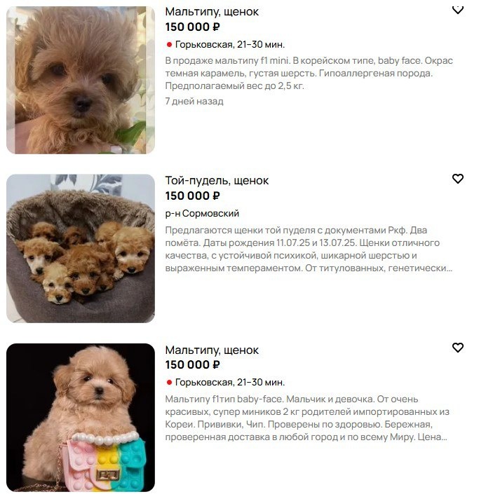 Шарик по цене тура на Мальдивы: 10 самых дорогих собак в Нижегородской области - фото 3